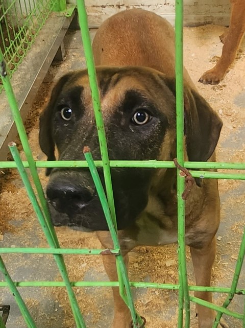 울산유기동물보호센터_431370202300824