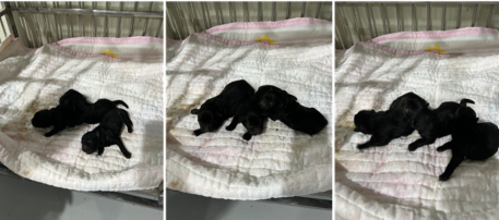부산동물보호센터_426332202300474