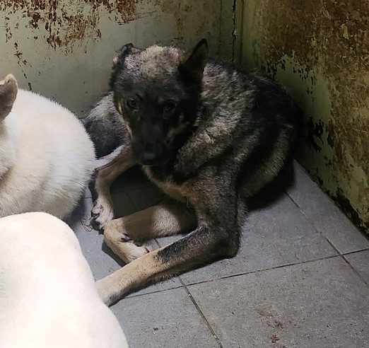 울산유기동물보호센터_431370202300840