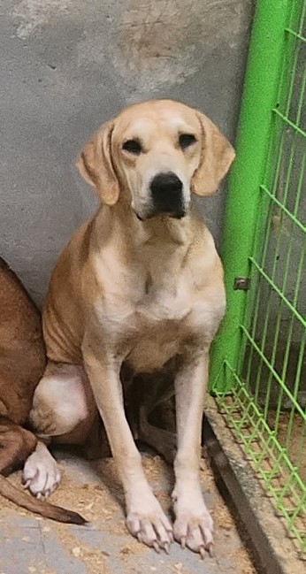 울산유기동물보호센터_431370202300835