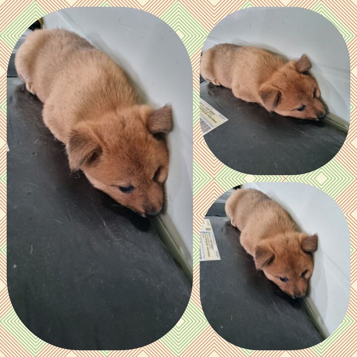 부안군 동물보호센터_445479202300761