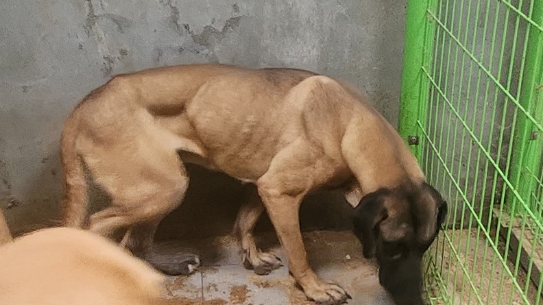 보호중 도사의 가족…