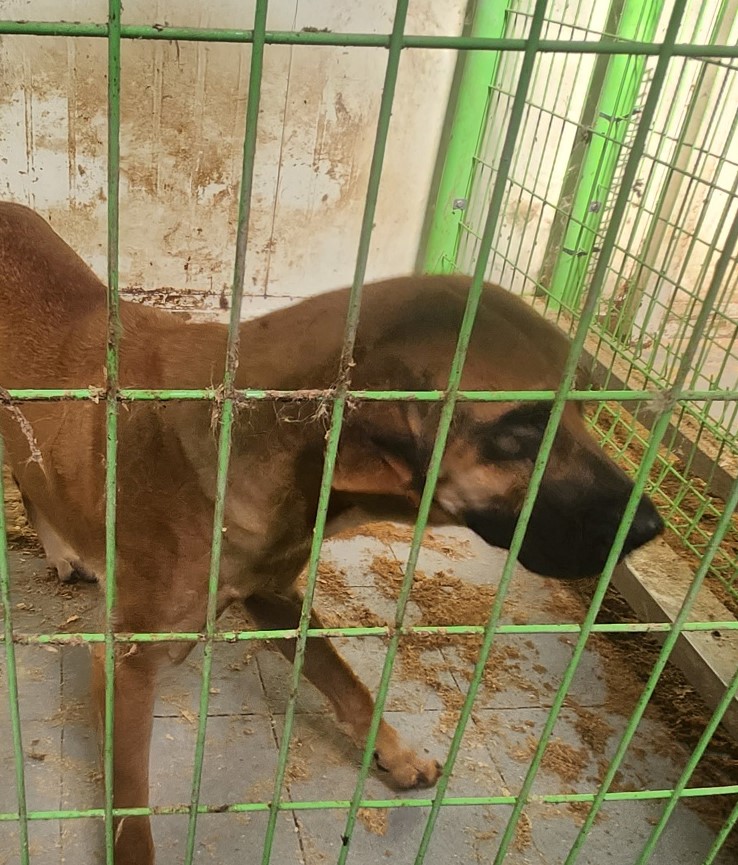울산유기동물보호센터_431370202300825