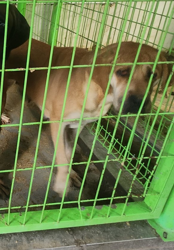 울산유기동물보호센터_431370202300829
