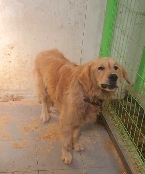 울산유기동물보호센터_431370202300843