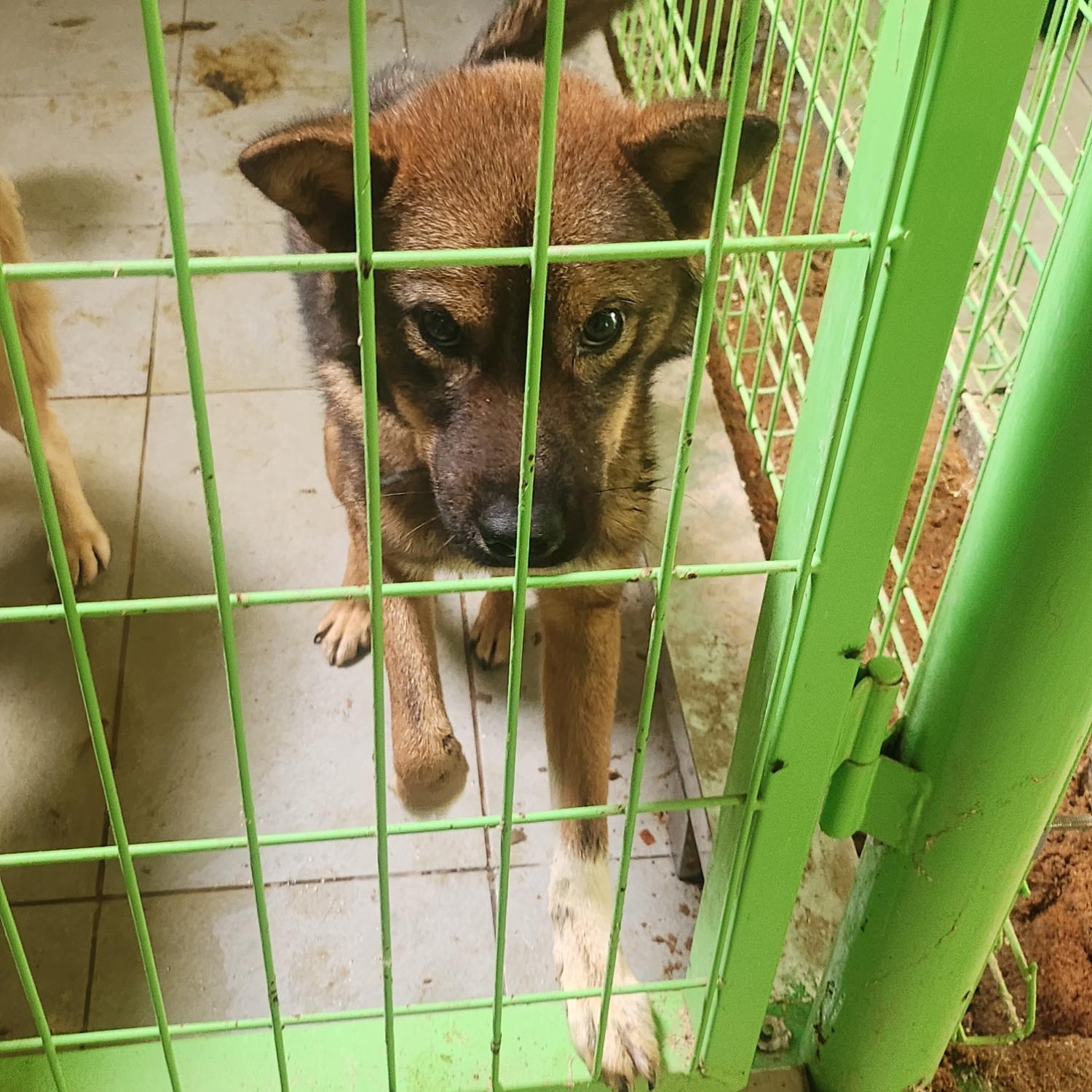 울산유기동물보호센터_431370202300853