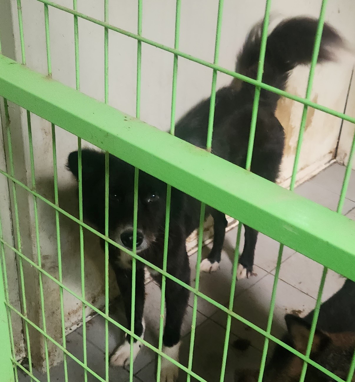 울산유기동물보호센터_431370202300863