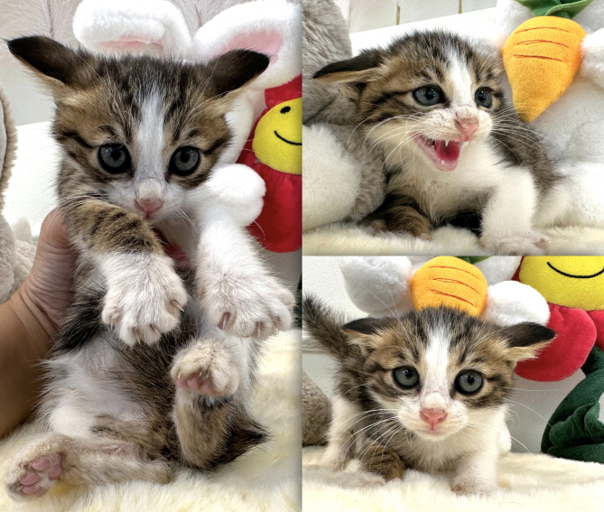 [고양이] 한국 고양이 경북-경주-2023-00828 유기동물 배경 이미지 입니다.
