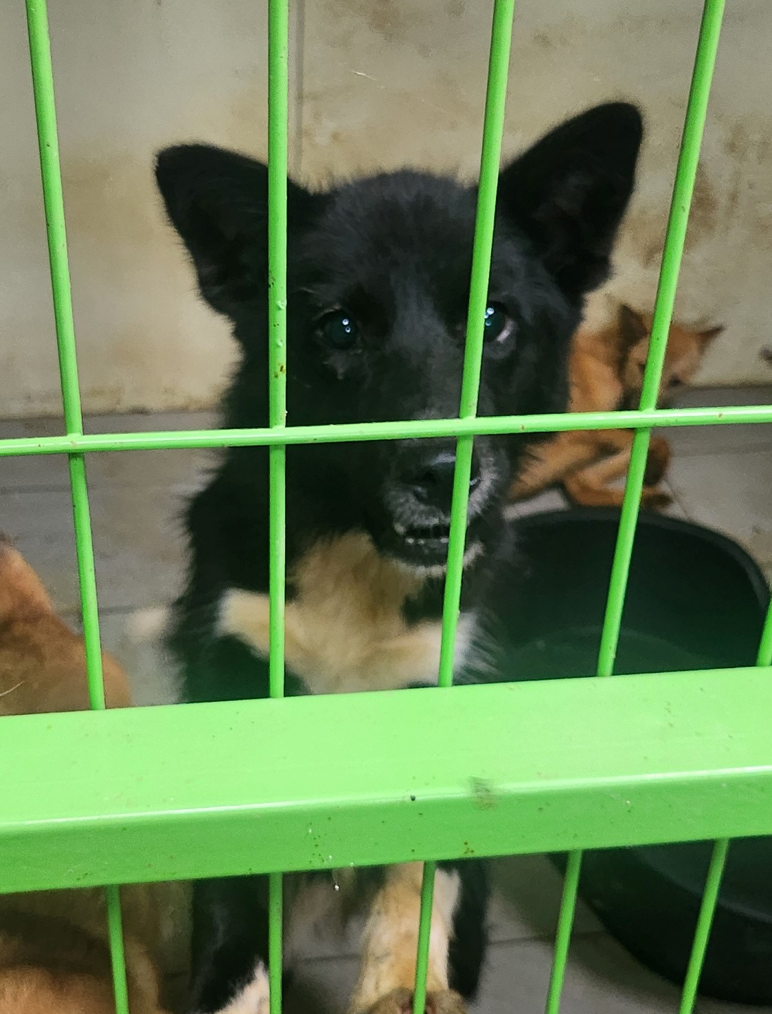 울산유기동물보호센터_431370202300858