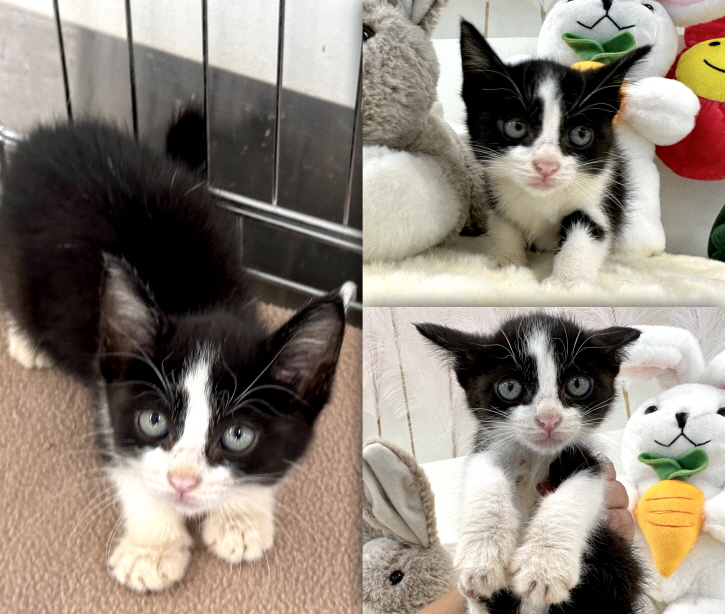 [고양이] 한국 고양이 경북-경주-2023-00829 유기동물 배경 이미지 입니다.