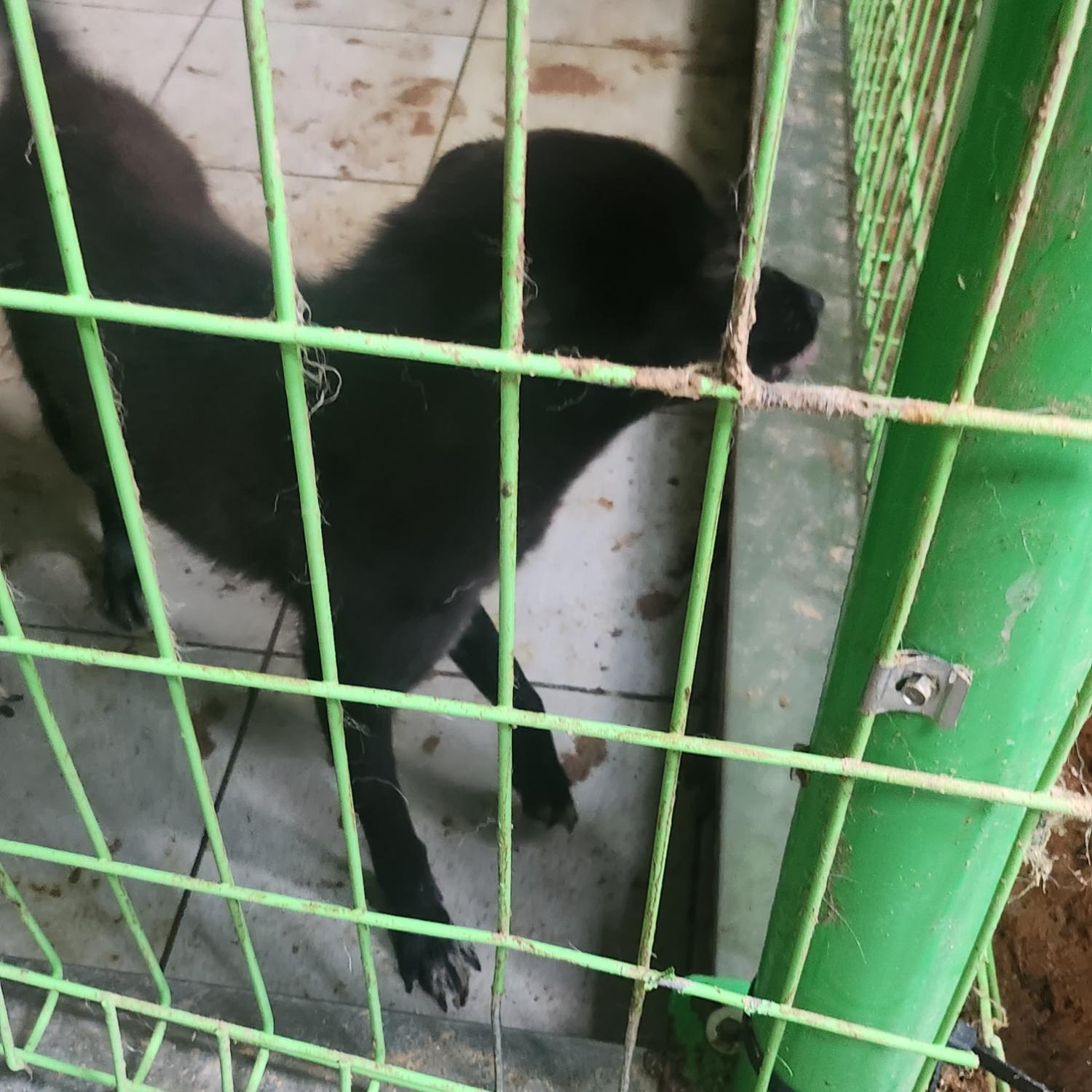 울산유기동물보호센터_431370202300862