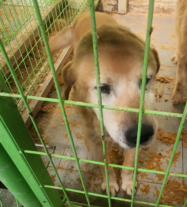 보호중 라브라도 리…