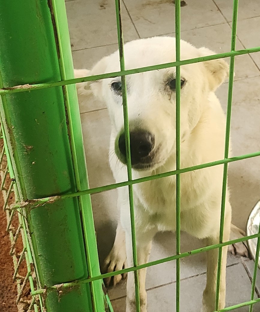 울산유기동물보호센터_431370202300852