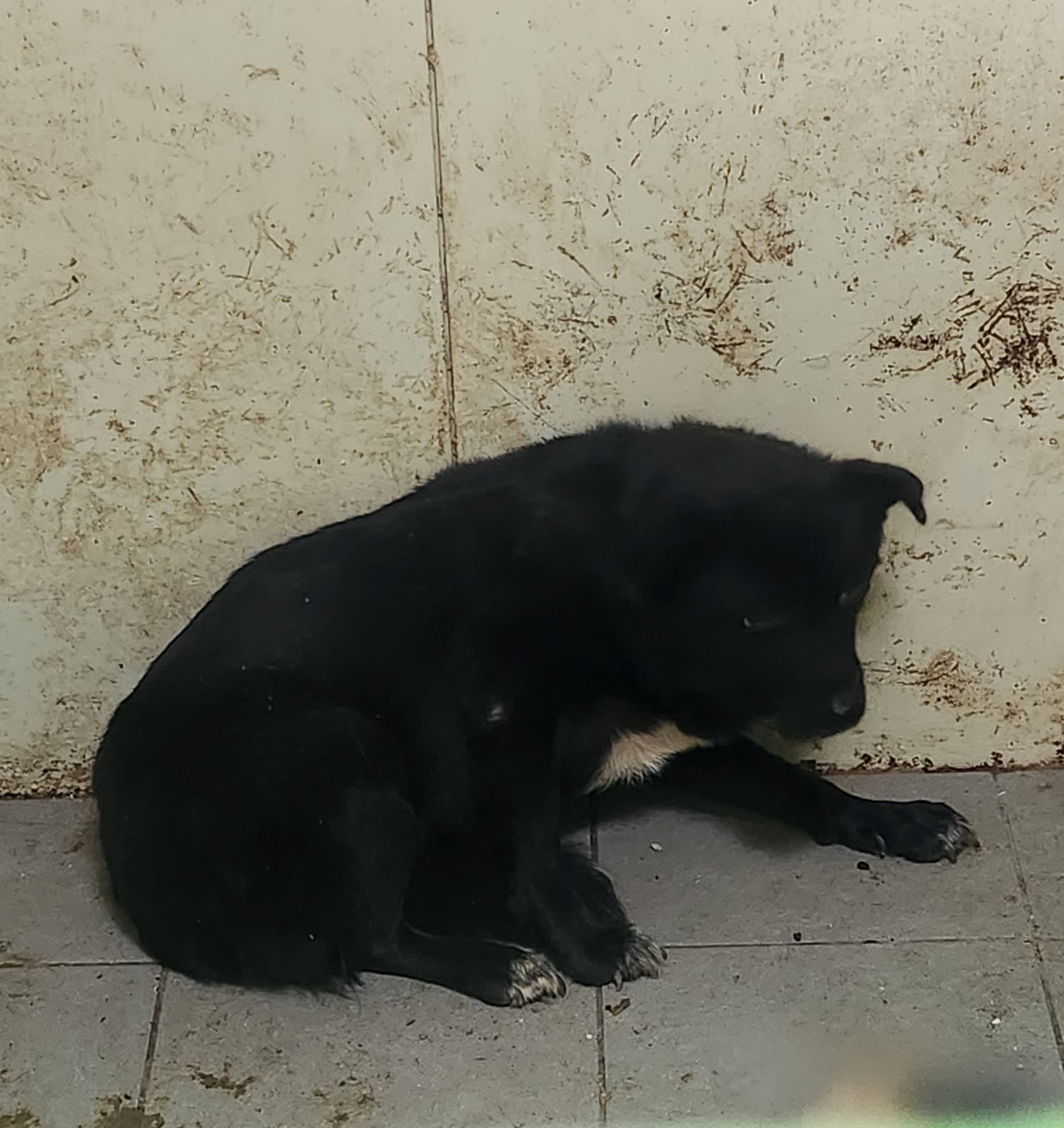 울산유기동물보호센터_431370202300872