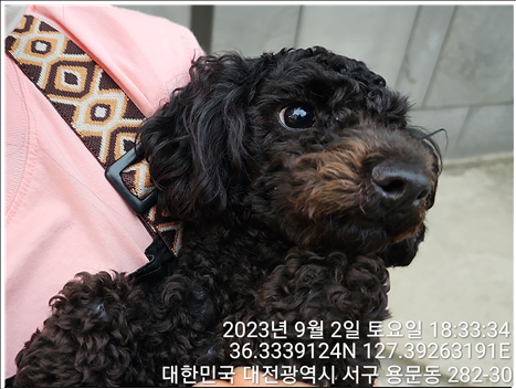 대전동물보호센터_430366202300519