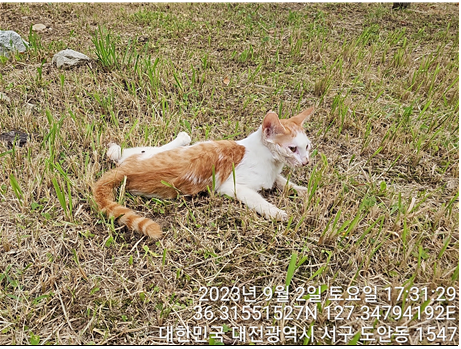 대전동물보호센터_430366202300517