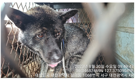 대전동물보호센터_430366202300515
