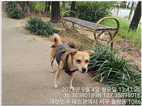 보호중 믹스견의 가…
