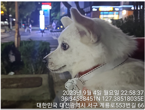 종료(반환) 믹스견…