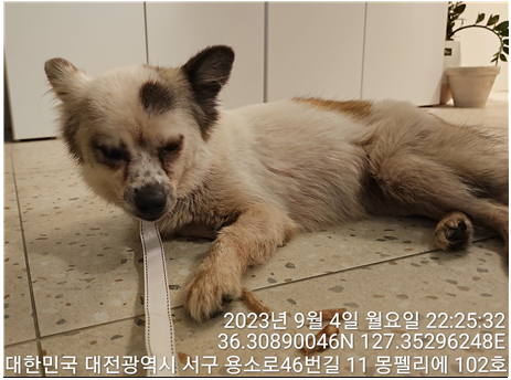 대전동물보호센터_430366202300522