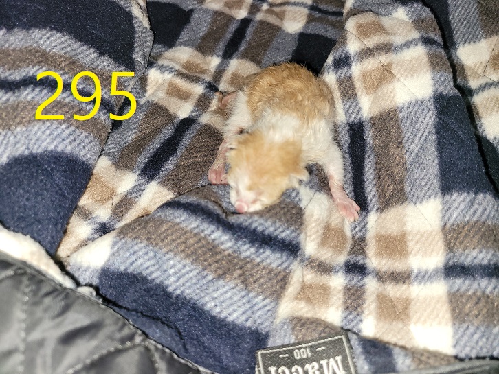 신영재동물병원_428355202300477