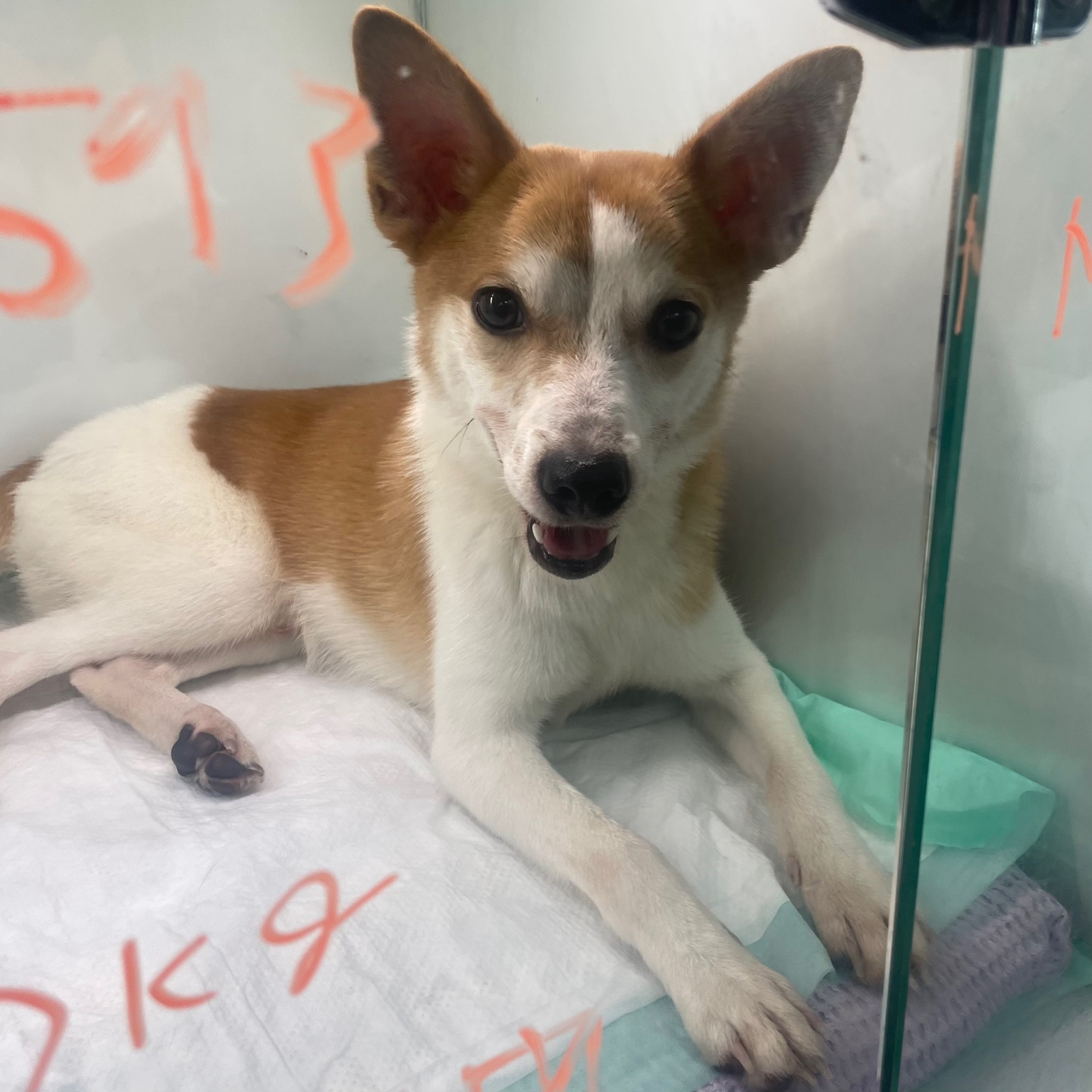 24시아이동물메디컬_441386202301066