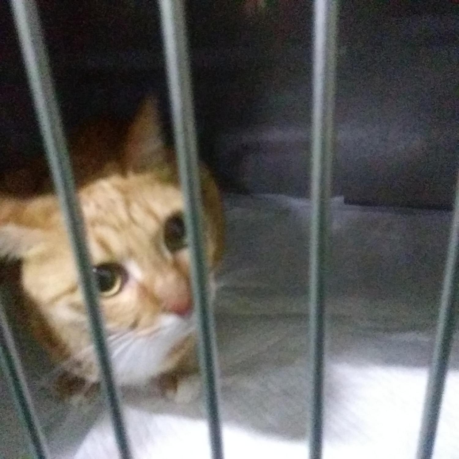 인천광역시수의사회_428352202300314