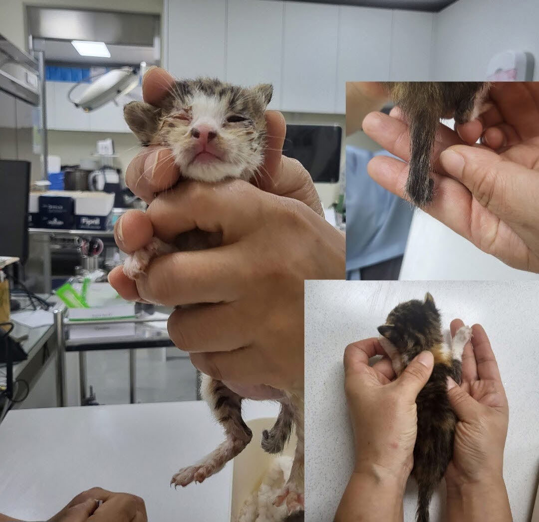 아산동물복지지원센터_444452202301696