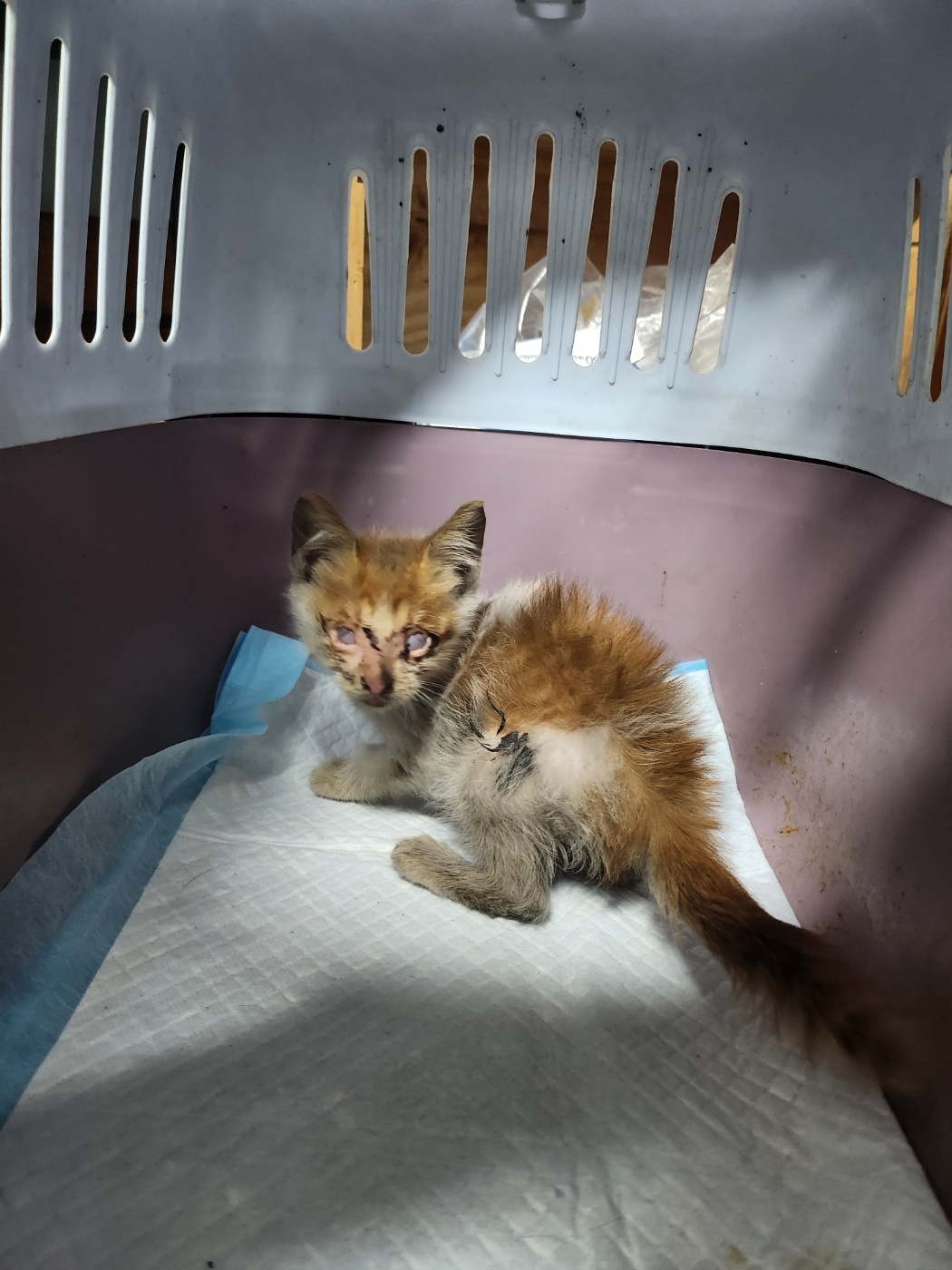 울산유기동물보호센터_431369202300621