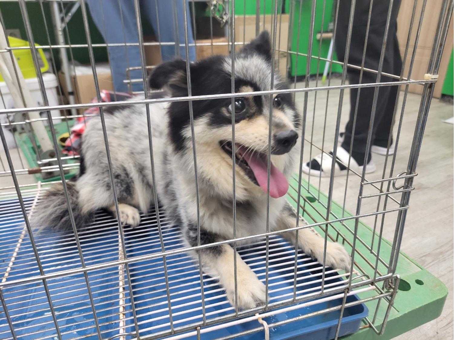 고양시동물보호센터_441394202301796