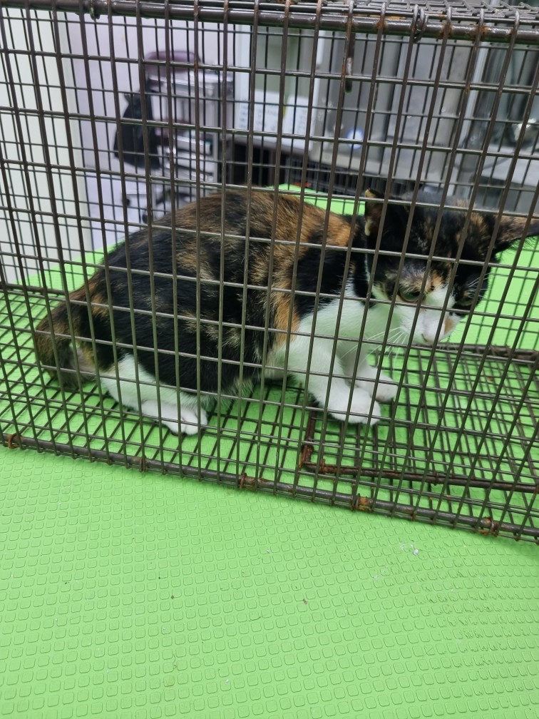 보호중 한국 고양이…