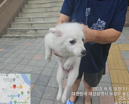 종료(반환) 스피츠…