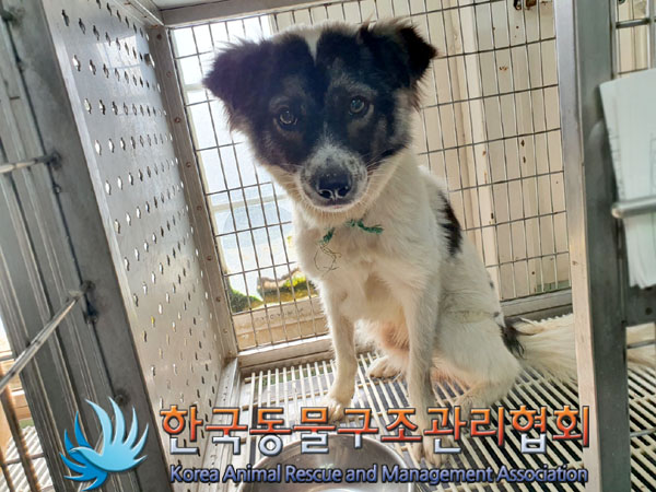 한국동물구조관리협회_441559202300892