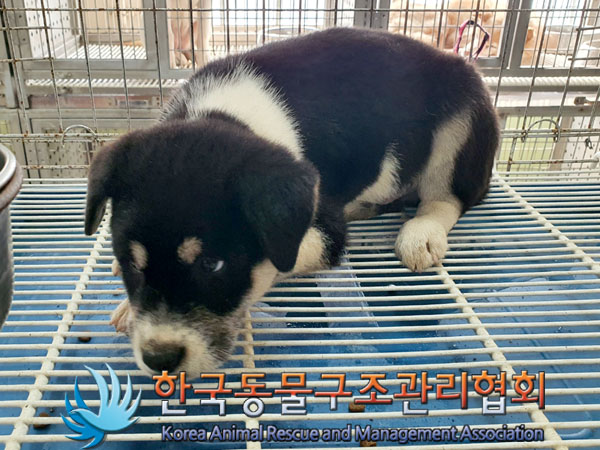 한국동물구조관리협회_441560202301034