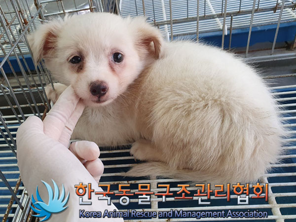 한국동물구조관리협회_441414202300687