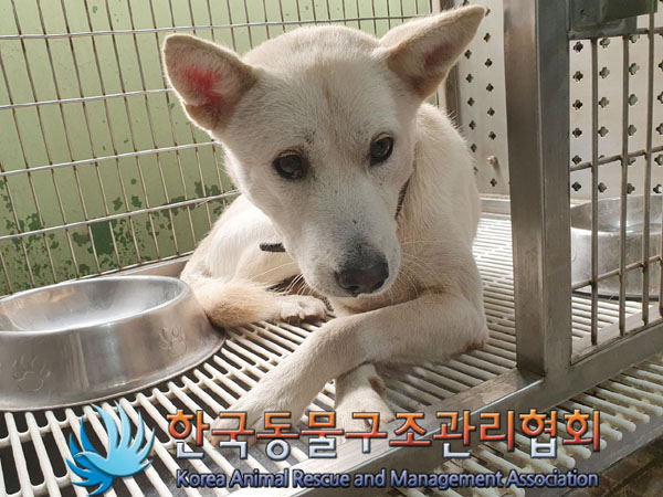 한국동물구조관리협회_441398202300340