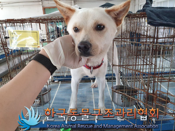 종료(반환) 믹스견…