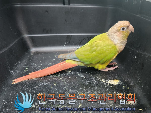 종료(반환) 앵무새…