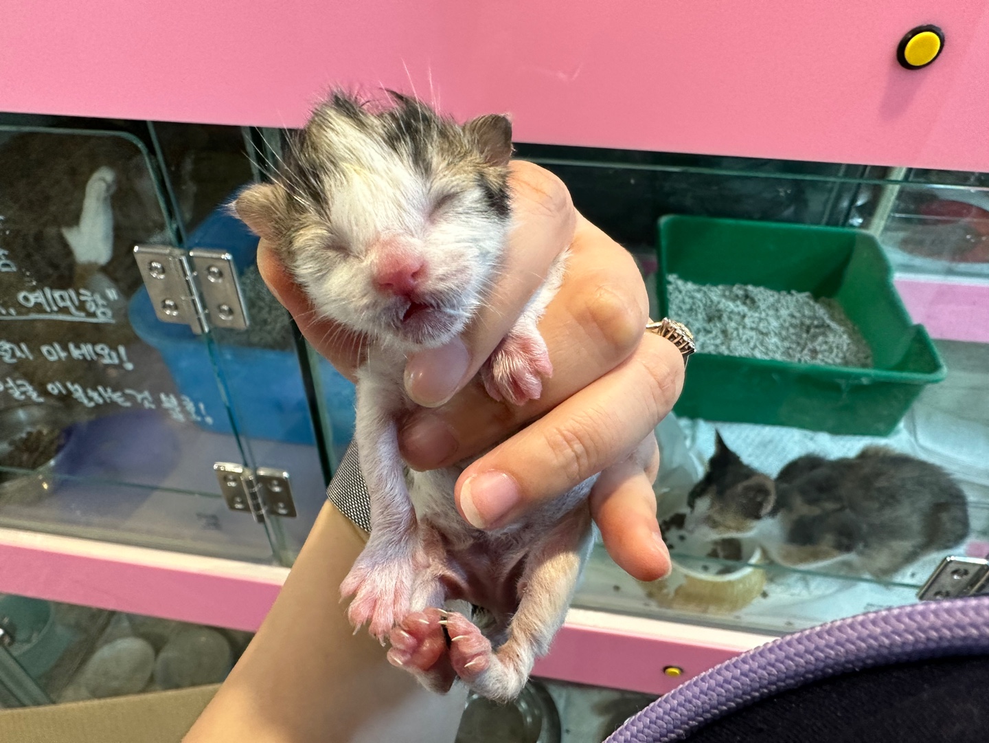 대한동물사랑협회_446482202300760