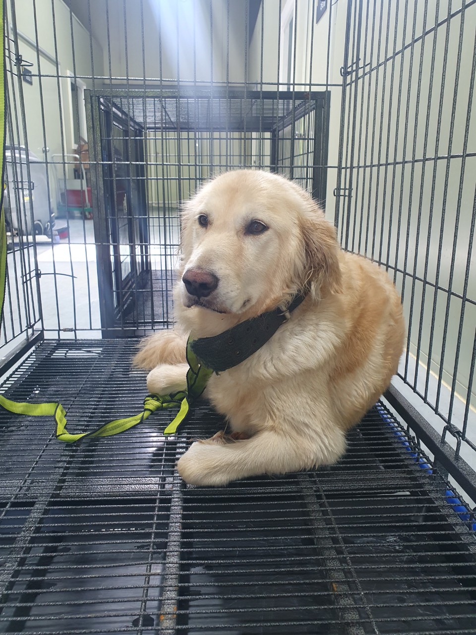 남양주시동물보호센터_441399202302201