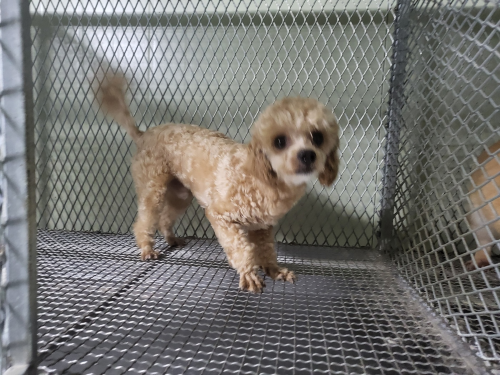 보호중 푸들의 가족…