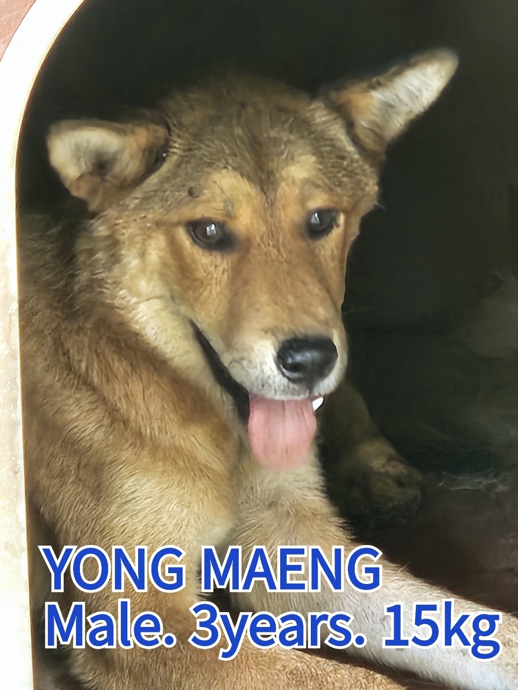 장성군동물보호센터_446498202300387