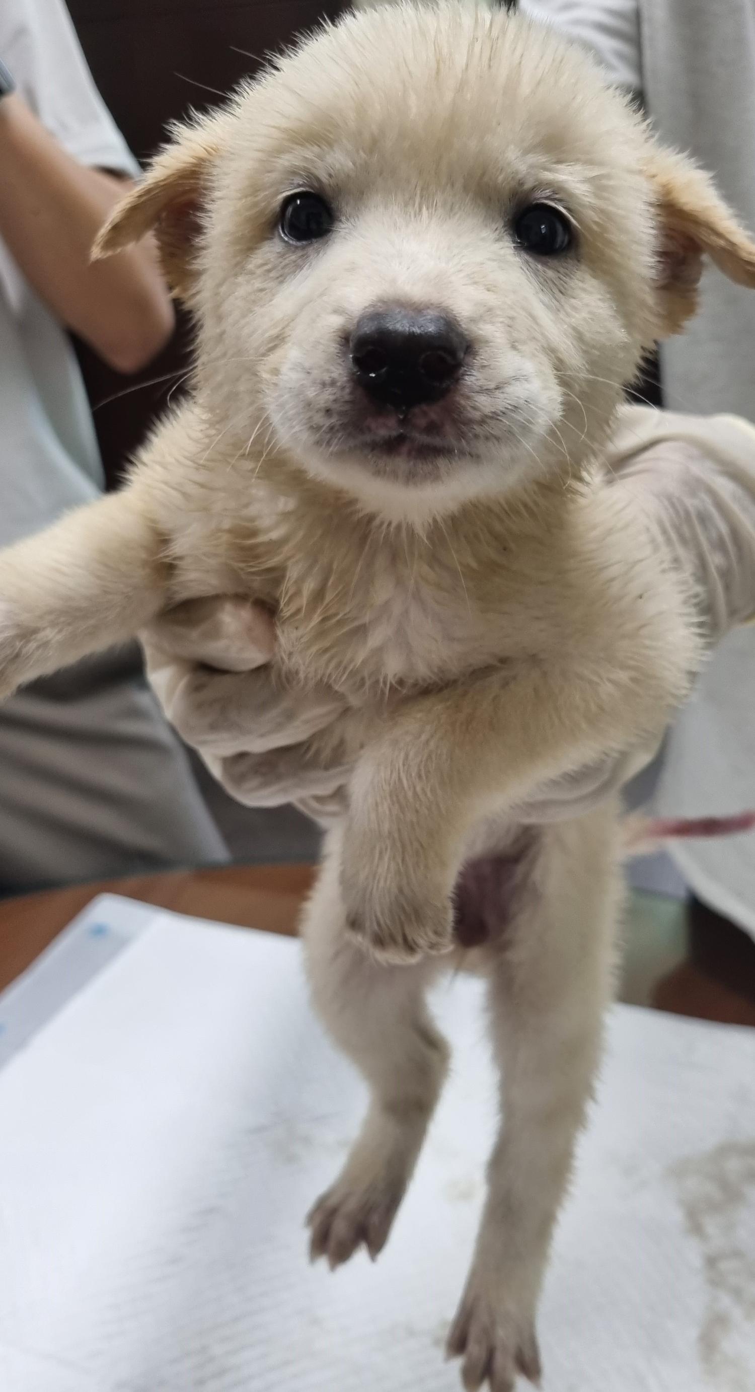 하동군유기동물보호소_448544202300324