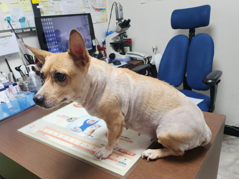 대구수의사회(아이펫)_427343202300736