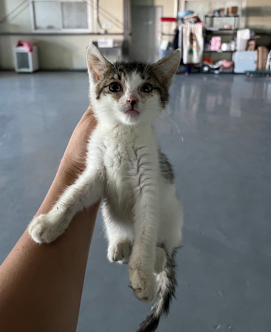 부산동물보호센터_426332202300478