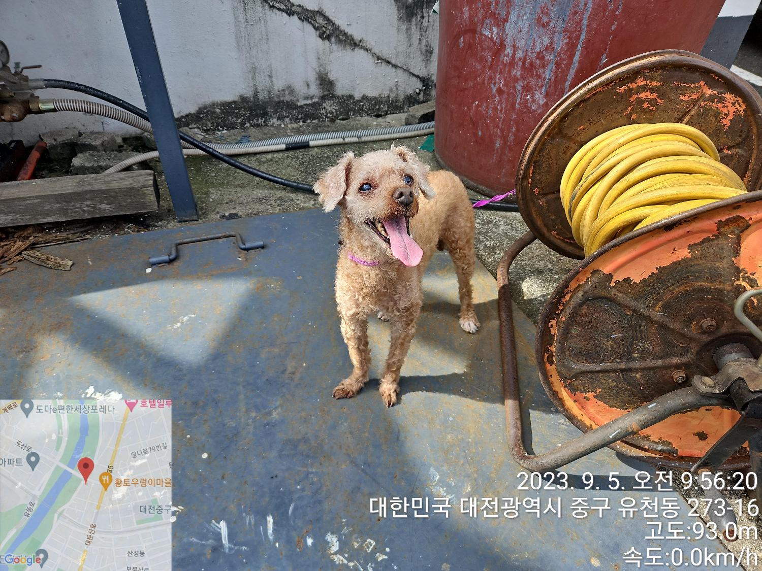 대전동물보호센터_430365202300388
