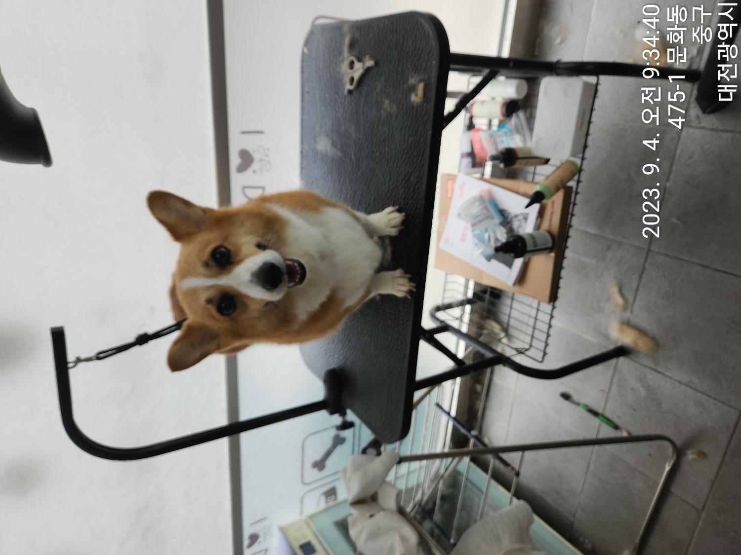 대전동물보호센터_430365202300387