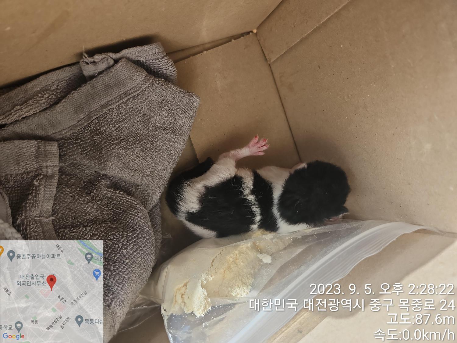 대전동물보호센터_430365202300389