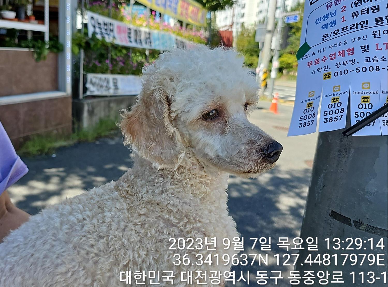 대전동물보호센터_430364202300304