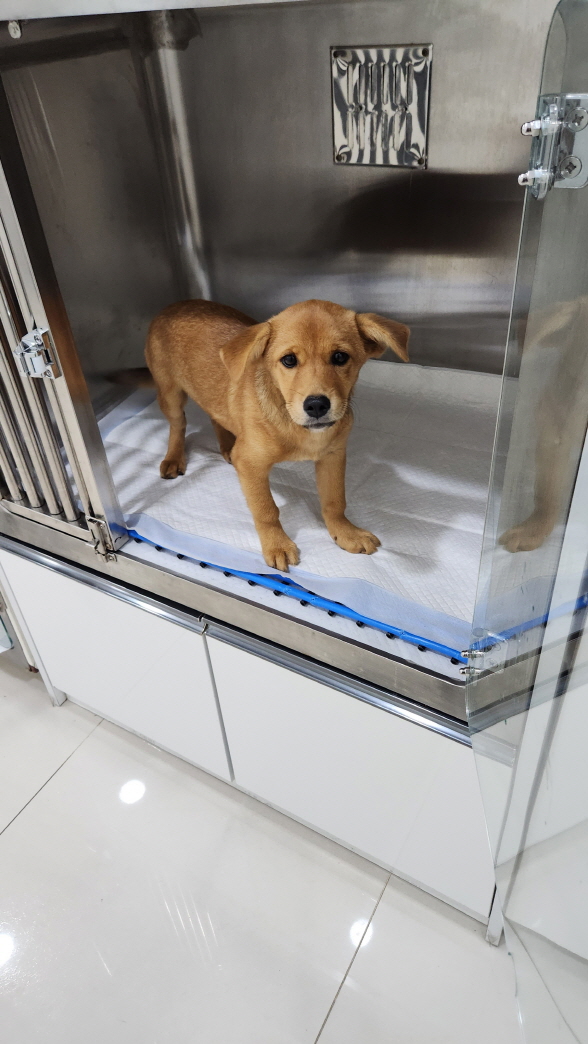 익산유기동물보호소_445468202301731